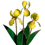 Flower Kit Iris Yellow (12 Stems)