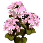 Flower Kit Hydrangea Pink (3 Plants)