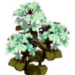 Flower Kit Hydrangea Green (3 Plants)