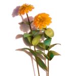 Flower Kit Zinnia Gold (6 Flowers)