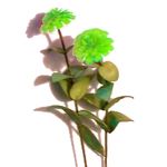 Flower Kit Zinnia Green (6 Flowers)
