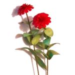 Flower Kit Zinnia Red (6 Flowers)