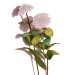 Flower Kit Zinnia White (6 Flowers)