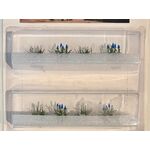 Muscaris 15mm High