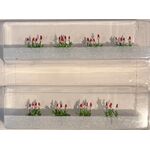 Primula Vialii - 15mm Height