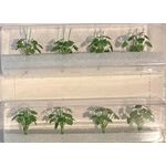 Hostas 30mm High