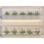 Peace Lillies - 25mm Height