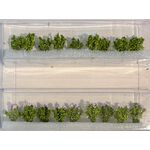 Potato Plants HO Scale - 1/42" Height - 18Pk