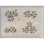 Water Lillies - N Scale - 3/4" Wide - 10Pk