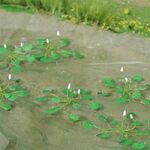 Water Lillies - N Scale - 3/4" Wide - 10Pk