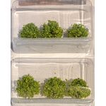 Lemon Tree Grove - 1 1/4" High - 6Pk