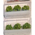 Pear tree Grove - 1 1/4" High - 6Pk