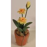 Daffodils in Terracotta Pot (15 Diam x 50Hmm)