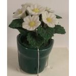 White Daisies in Small Green Pot (35H)