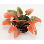 Red Plant in Brown Pot (1-1/2" W x 1-1/2" H X 1-1/2" D)