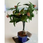 Frangipani in a Vase by Kathy Brindle (25 Diam x 80Hmm)