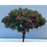 9cm Tree with Pink Flowers Light Green Wide