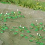 Water Lillies - 3/4" Width - 10Pk