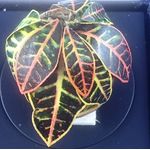 Coleus Plant Flower by Artistic Florals (25mmH)