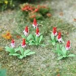 Primula Vialii