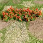 Red Poppies - HO Scale