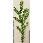 Vine by Kathy Brindle (150mmL)