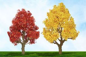 Autumn Sycamore Tree - 3" - 4" High. 2 per Pack