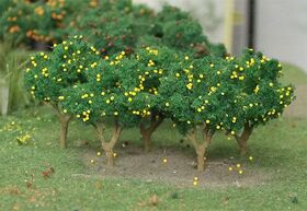 Lemon Tree Grove - 1 1/4" High - 6Pk