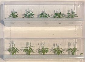 Peace Lillies - 25mm Height