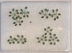 Water Lillies - N Scale - 3/4" Wide - 10Pk