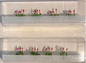 Primula Vialii - 15mm Height