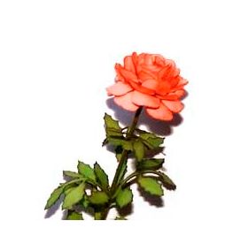 Flower Kit Rose Orange (12 Stems)
