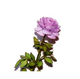 Flower Kit Rose Lavender (12 Stems)
