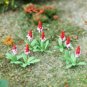 Primula Vialii