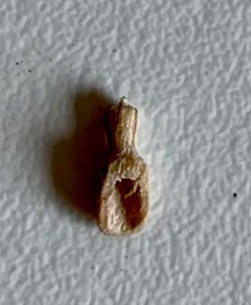 Wooden Scoop (6mm Long)