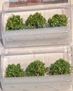 Pear tree Grove - 1 1/4" High - 6Pk