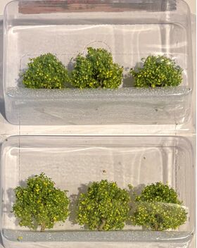 Lemon Tree Grove - 1 1/4" High - 6Pk