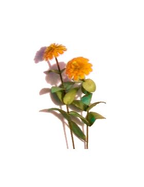 Flower Kit Zinnia Gold (6 Flowers)
