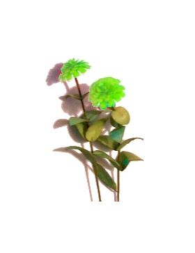 Flower Kit Zinnia Green (6 Flowers)