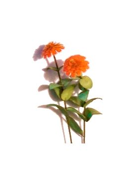 Flower Kit Zinnia Orange (6 Flowers)