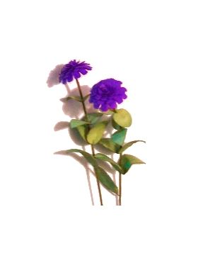 Flower Kit Zinnia Purple (6 Flowers)