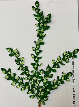 Vine by Kathy Brindle (140mmL)