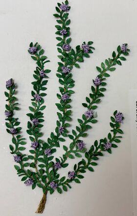 Vine by Kathy Brindle (130mmL)