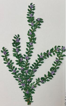 Vine by Kathy Brindle (130mmL)