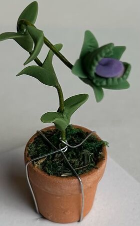 Purple Venus fly Trap (60mmH)