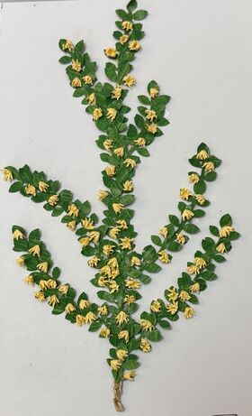 Vine by Kathy Brindle (140mmL)