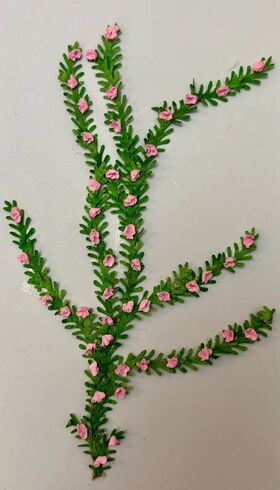 Vine by Kathy Brindle (130mmL)