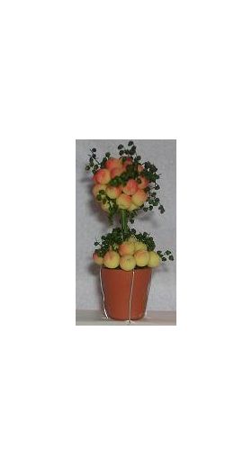 Topiary Tree Citrus (50Hmm)