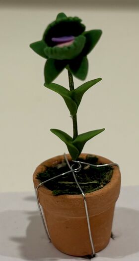 Purple Venus fly Trap (60mmH)