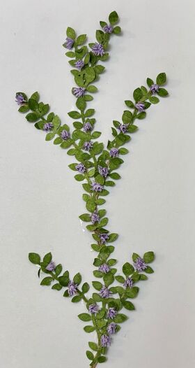 Vine by Kathy Brindle (150mmL)